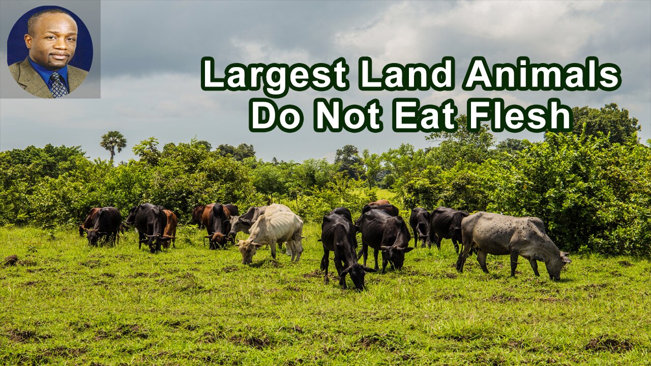 The Largest Land Animals On Earth Show It Is Not Necessary To Eat Flesh To Make Flesh