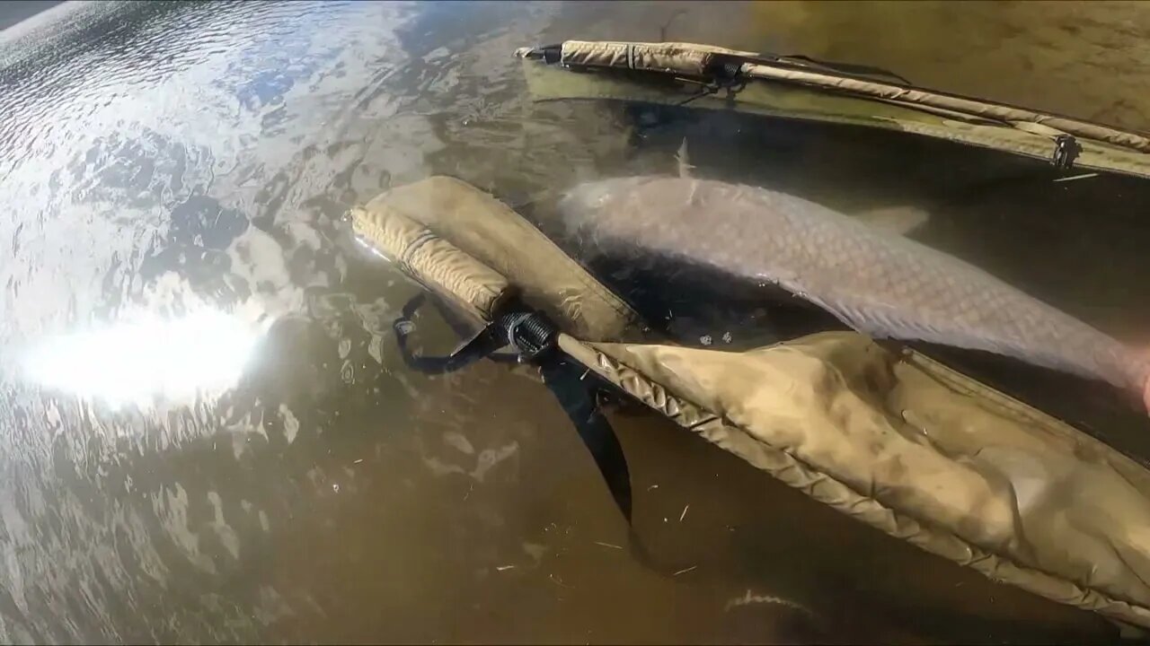 What I use for carp and buffalo.