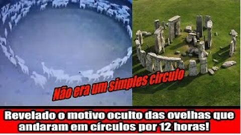 Revelado o motivo oculto das ovelhas que andaram em círculos por 12 horas