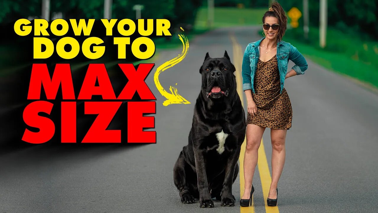 GROW Your Cane Corso to MAXIMUM SIZE!