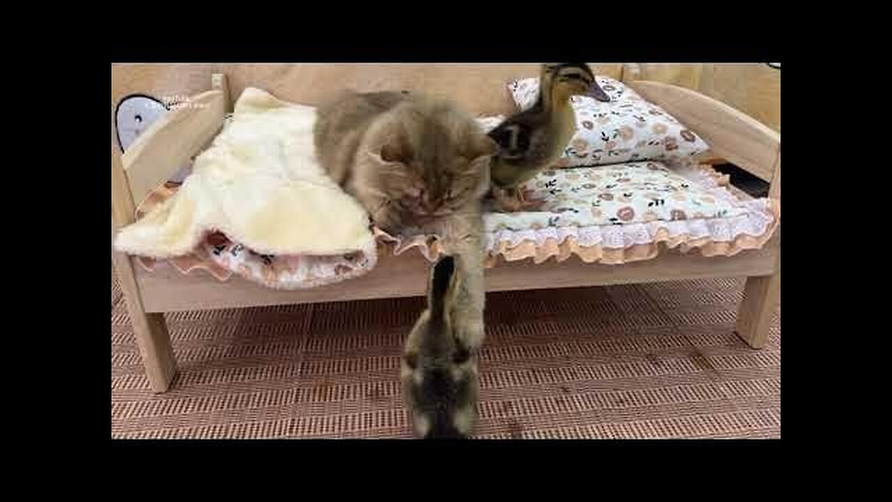 Funny animal video, funny cat video funny kittens