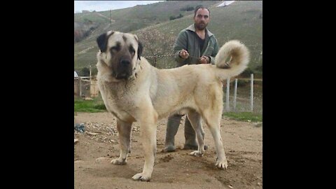 Kangal Vs Cougar