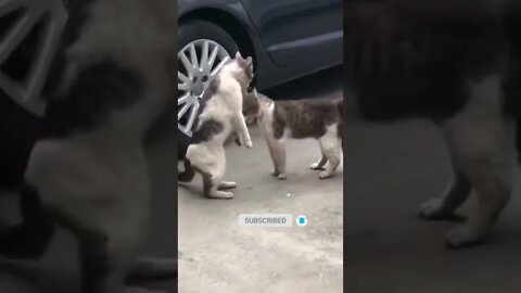 cute cat videos 😹 funny videos 😂 517 😻