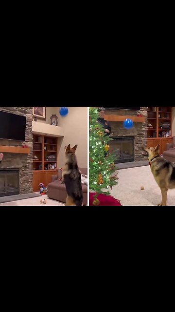Frisky pup has a blast playing with a balloon