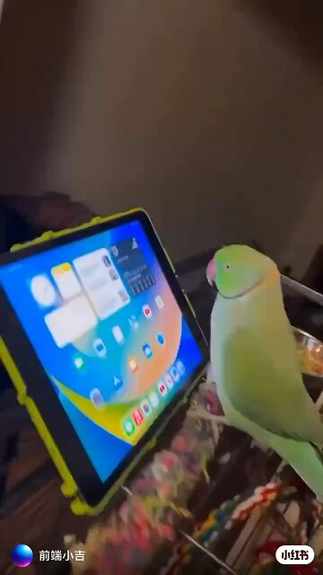 Parrots are smart—they get touch screens and love parrot videos.