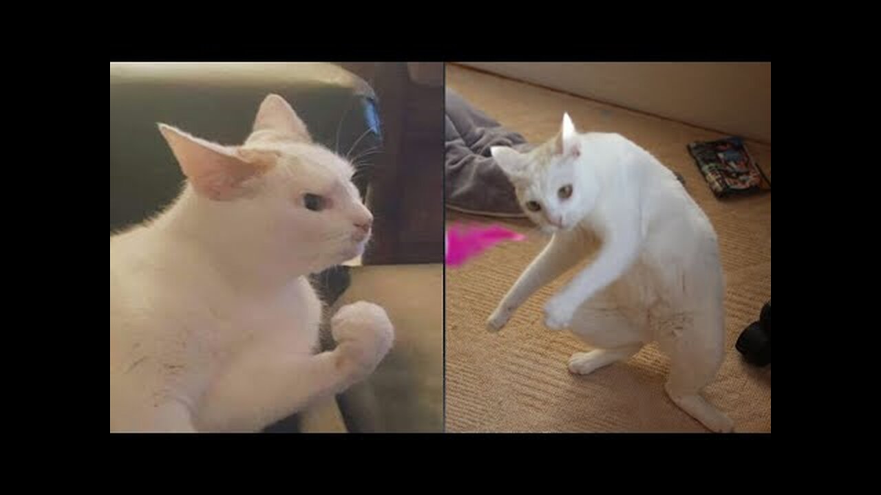 Try Not To Laugh 🤣 New Funny Cats Video 😹