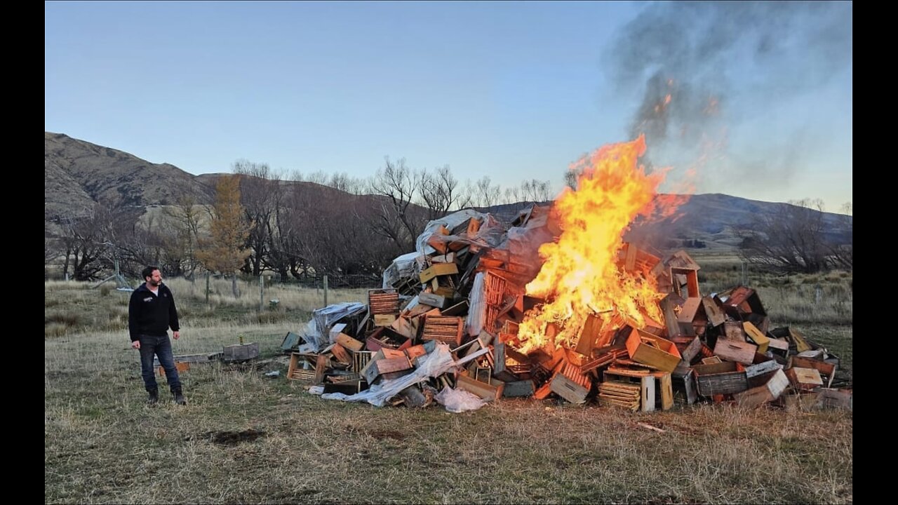 NEW ZEALAND BEE FARMER👨‍🌾🍯🐝FORCED TO DESTROY ALL BEE HIVES👩‍🌾🔥🐝🍯🔥💫