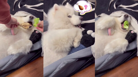 Cute Dog Eating..
