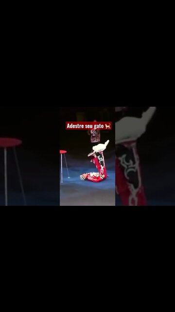 Quer saber como adestrar seu gato ? Link na descrição e nos comentários fixado