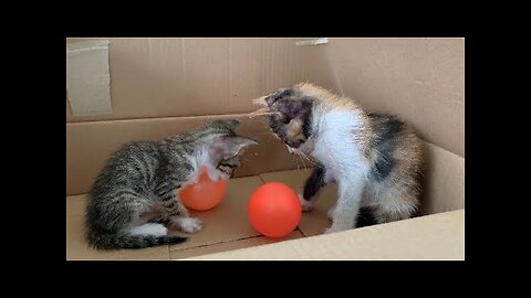 Two kittens are sad because they miss their black cat friend