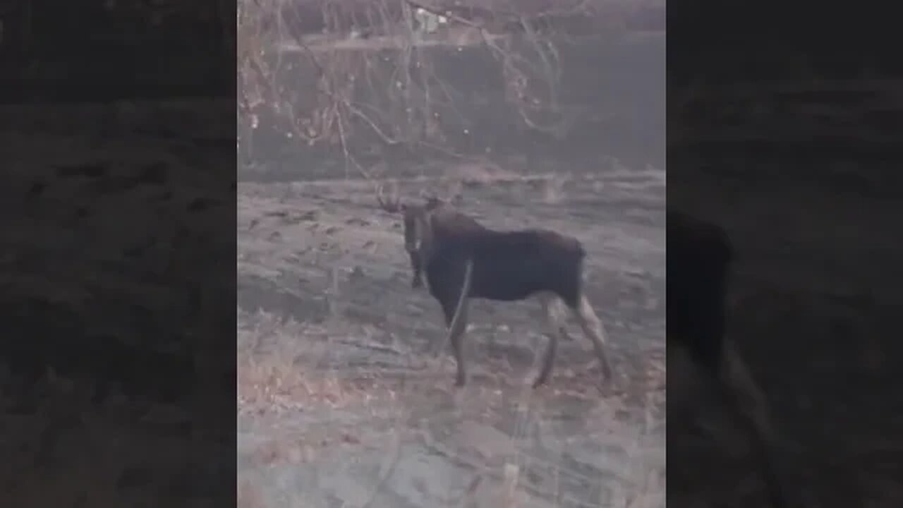 Bull moose working a whitetail deer scrape! #shorts