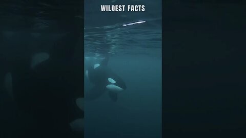 Killer Whales (orcas) are actually dolphins.