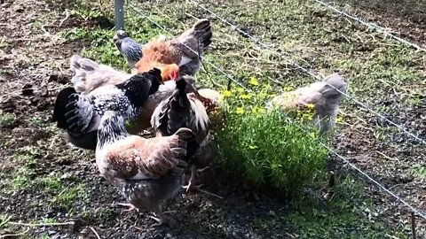 Our chicken family is doing well with two roosters