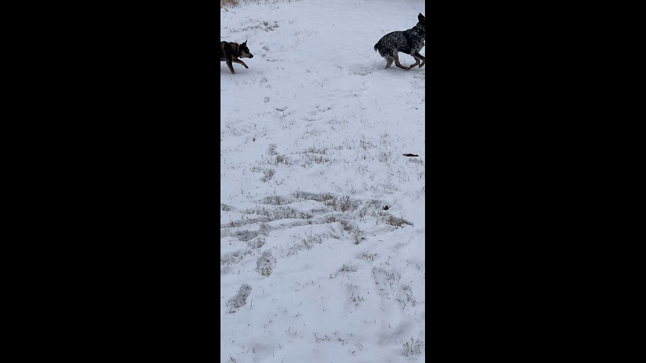 TESS AND SPECK-SNOW DAY