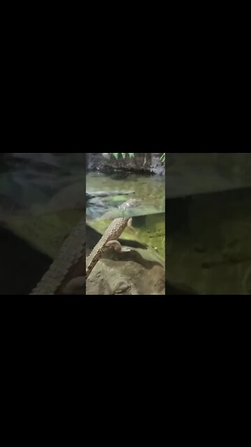 tiny crocodiles 🐊