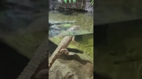 tiny crocodiles 🐊