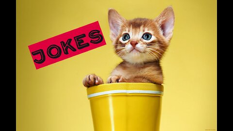 jokes about animals