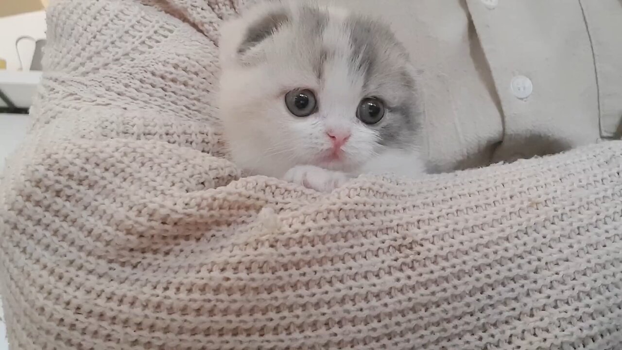 cute kitten video