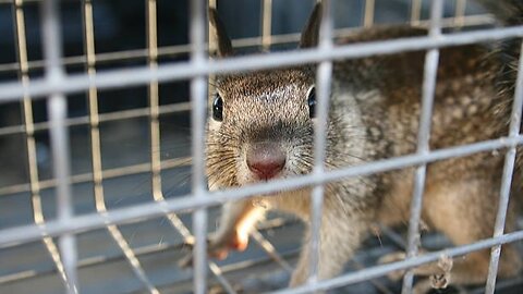 Cute little Squirrel 🐿 up close