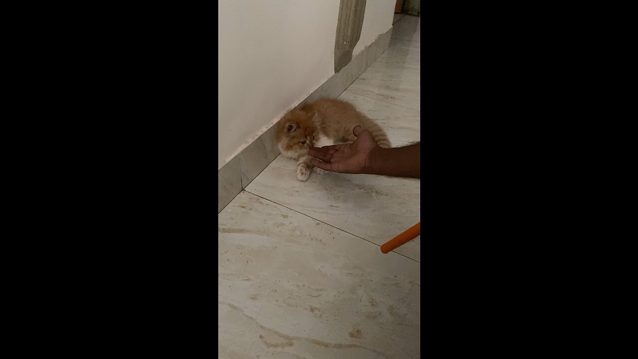 Cat give hand shake