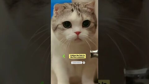 cute cat videos 😹 funny videos 😂 717 😻 #shorts #shortsfunny #cutecat #funnycat #catvideos #catscare