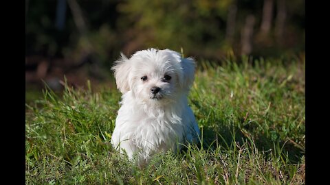 Cute Dog research park and funny movement video