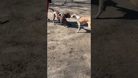 Dog watching at the dog park - not me baby talking #dog #friendlypitty