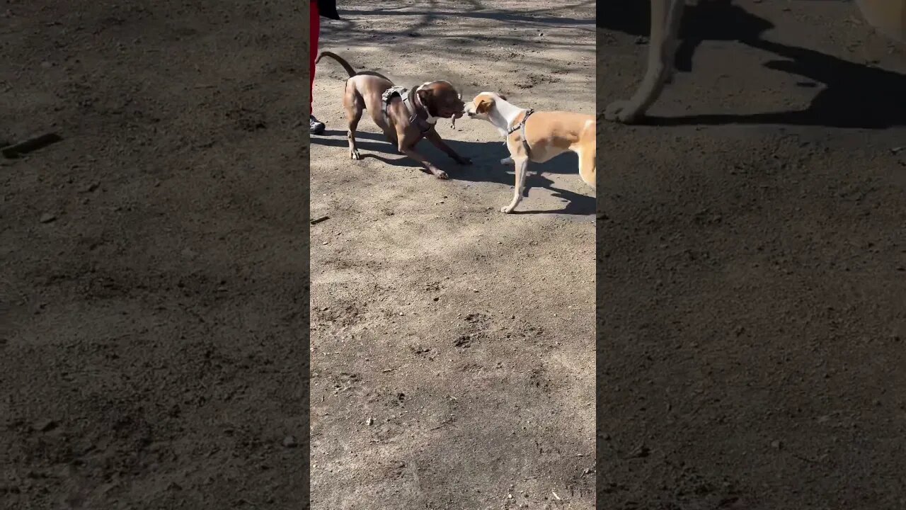 Dog watching at the dog park - not me baby talking #dog #friendlypitty