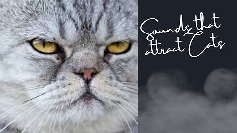 Sounds that attract cats