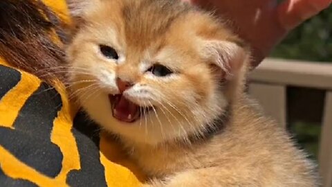 Queue • 1 / 1 PK Funniest Cats 😹 - Don't try to hold back Laughter 😂 - Funny Cats Life