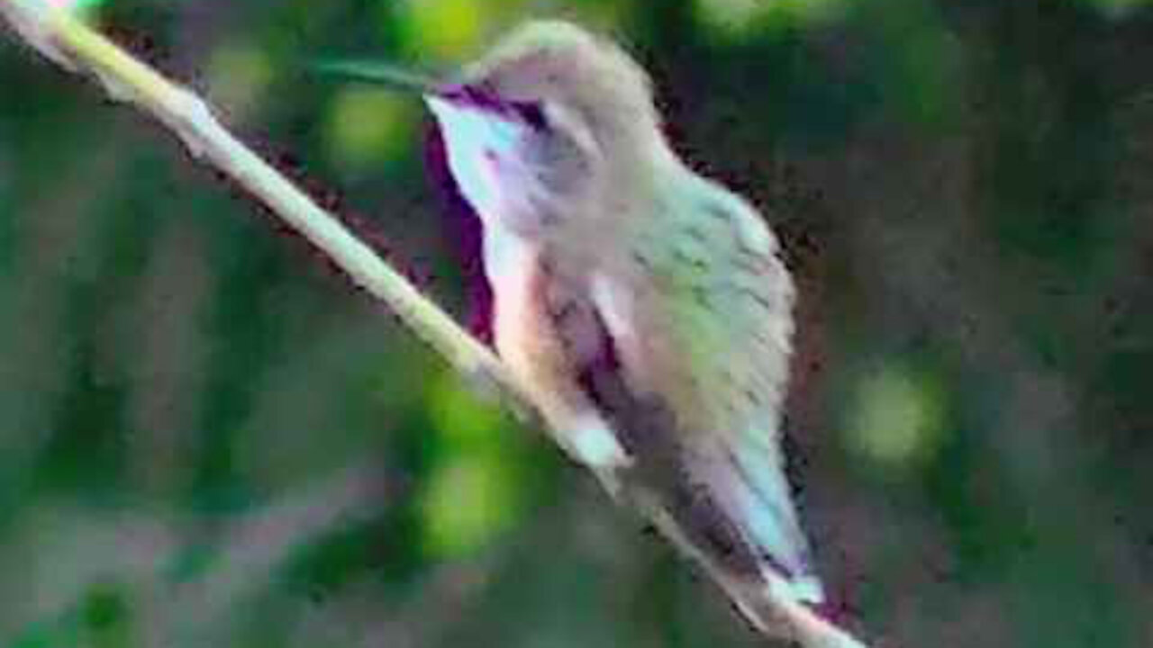 IECV NV #44 - 👀 Hummingbird On A Branch In The Weeping Willow Tree 🐥 6-2-2014