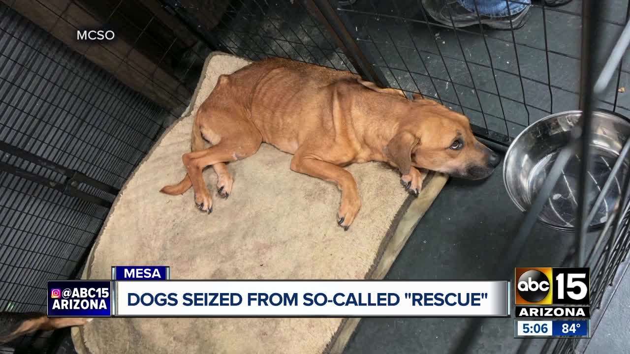 More than 50 malnourished dogs found at East Valley shelter