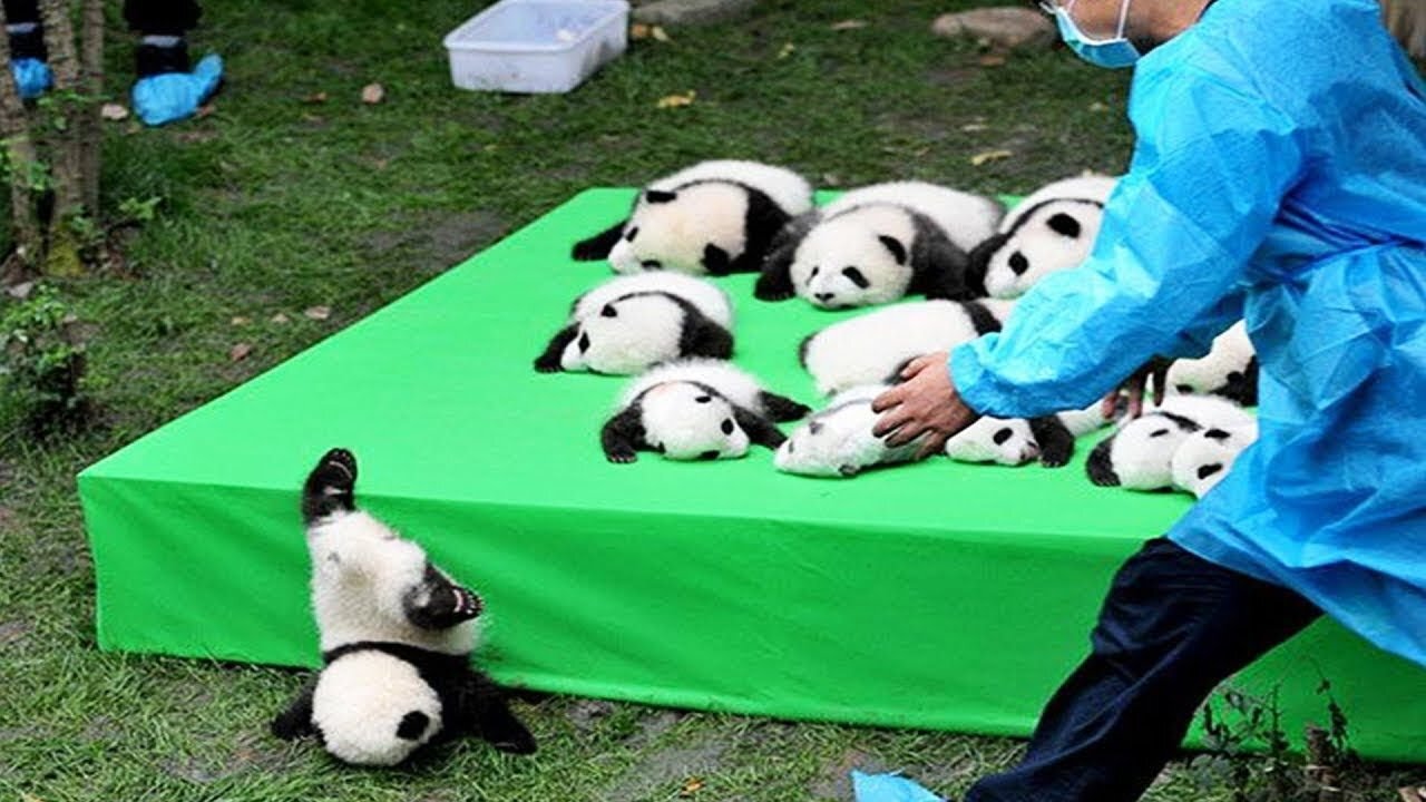 Aww Funny And Cute Panda Compilation Best Pets Video