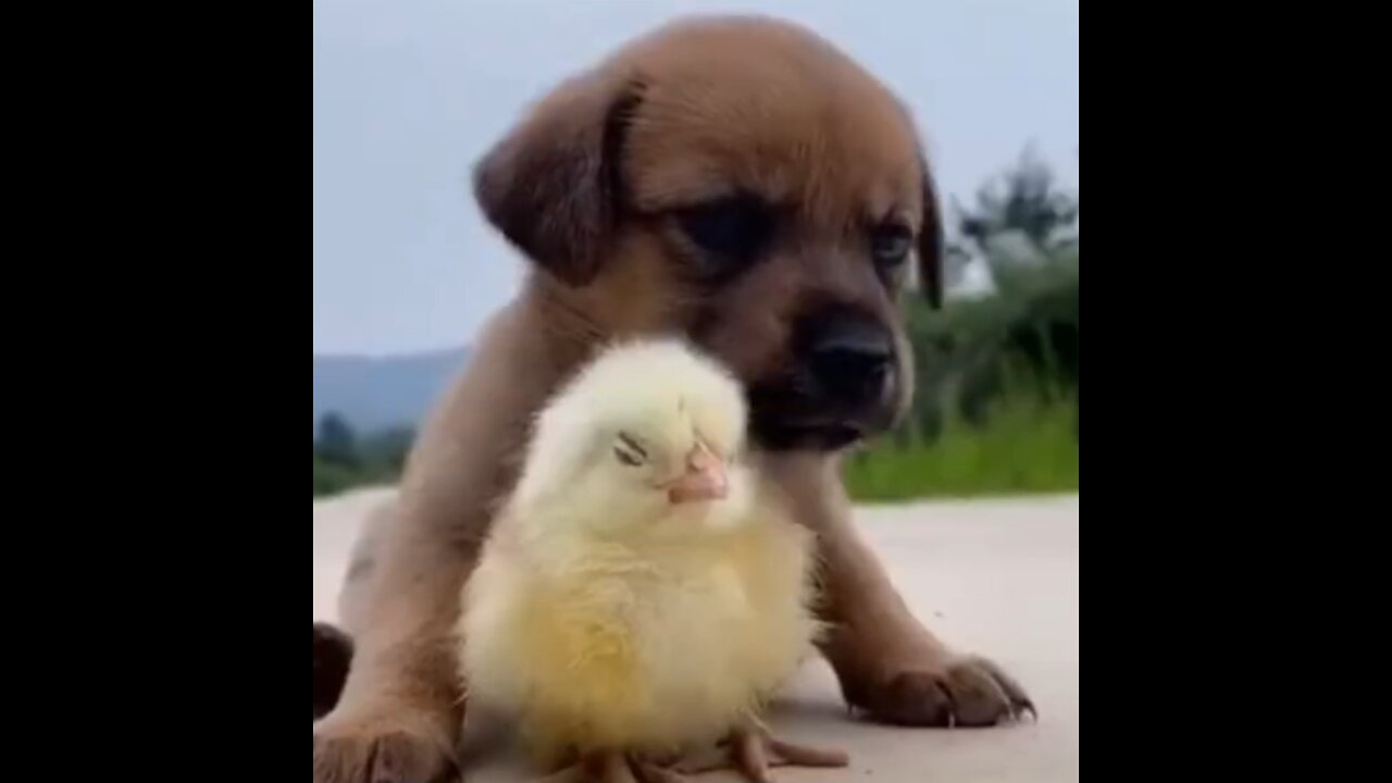 This dogs are so adorable | funny dogs | best funny dogs 2021 | noman97