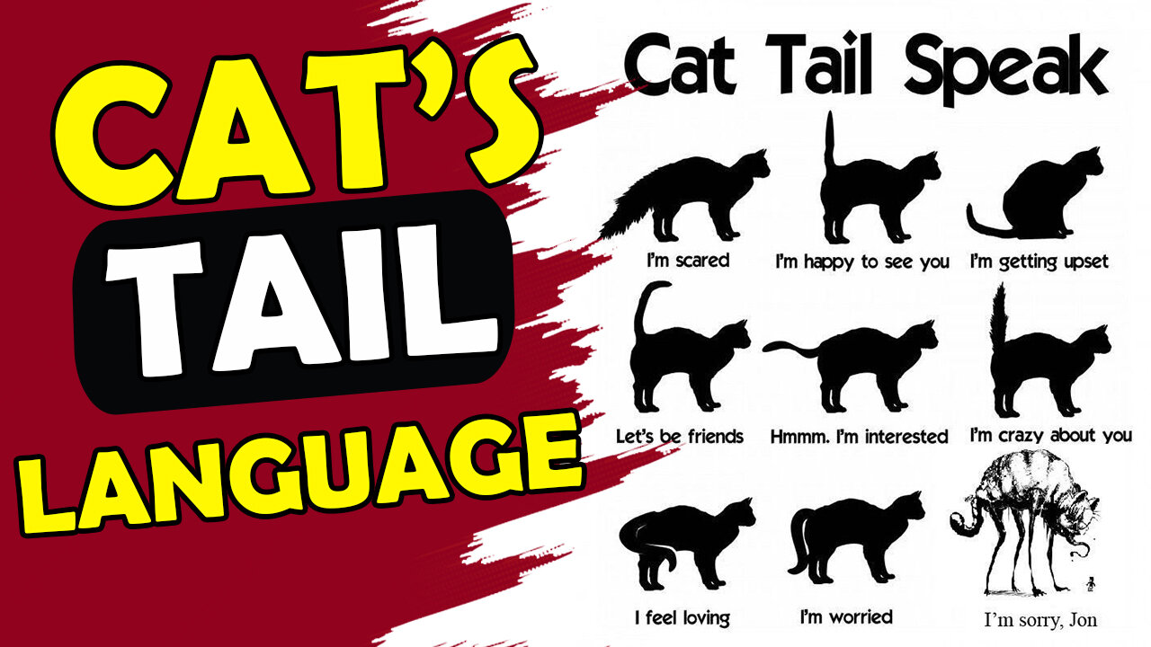 How to determine or read the mood of the cat by the tail ?