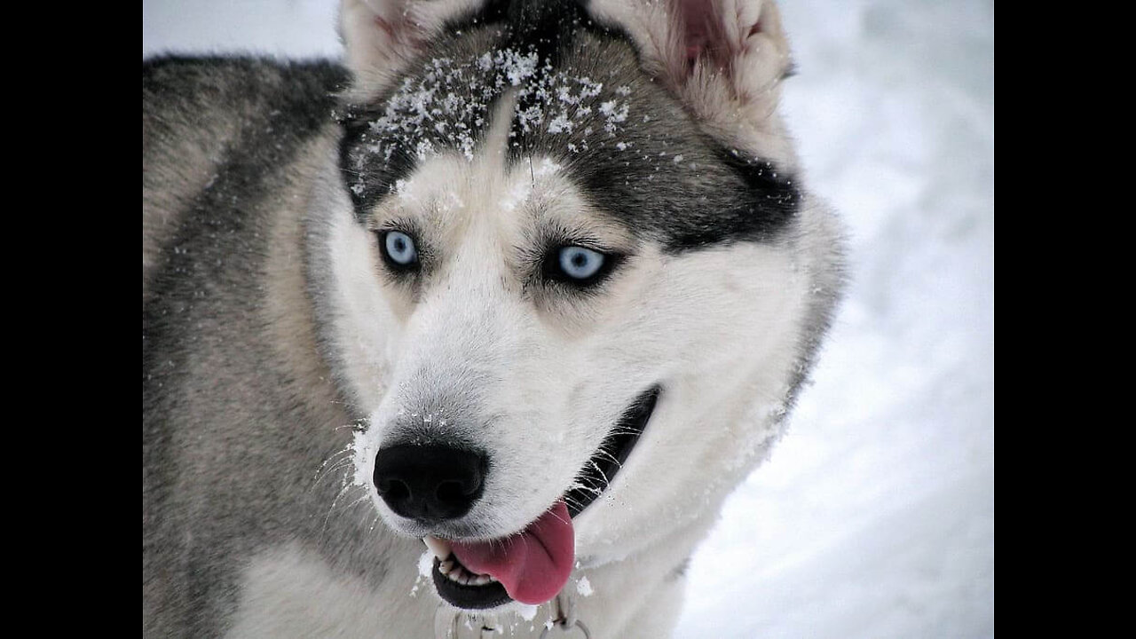 The Most Attention Seeking Husky- Hilarious Talking Husky 🐶🐕 😂😂😂 shorts