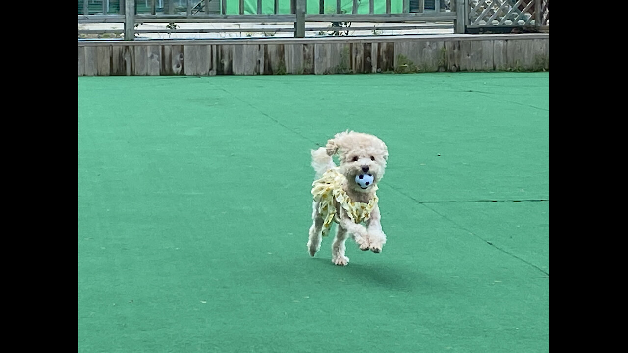 Puppy playing ball in the front yard