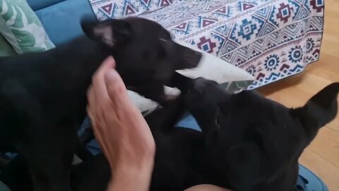 Black Fell Dogs PATTERDALE TERRIERS PLAYFIGHTING MIGHTY MALE FEISTY FEMALE BSL Spyker Obi