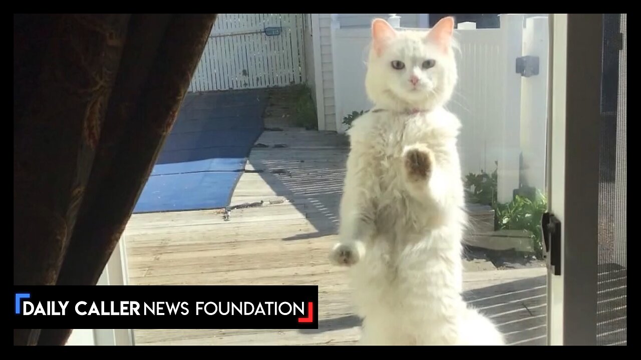 Cats Are Going MISSING In This Maine Town