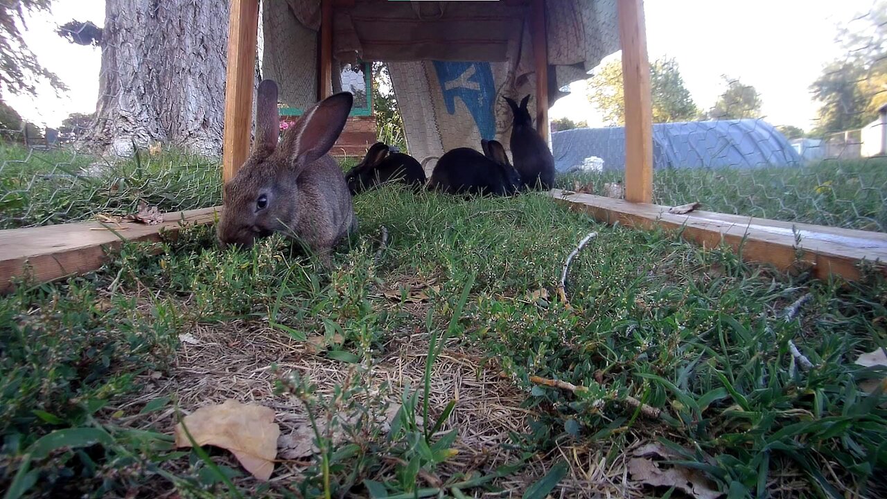 Gang of young rabbits going to town on the lawn below