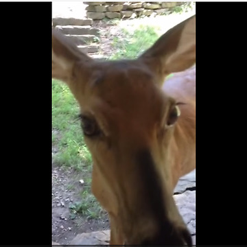 Rehabilitated deer visits caretaker from the wild