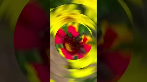 Nature’s Beauty 🌸🌼🌺💐👀 #shorts #viral #tiktok #trending #garden #texas