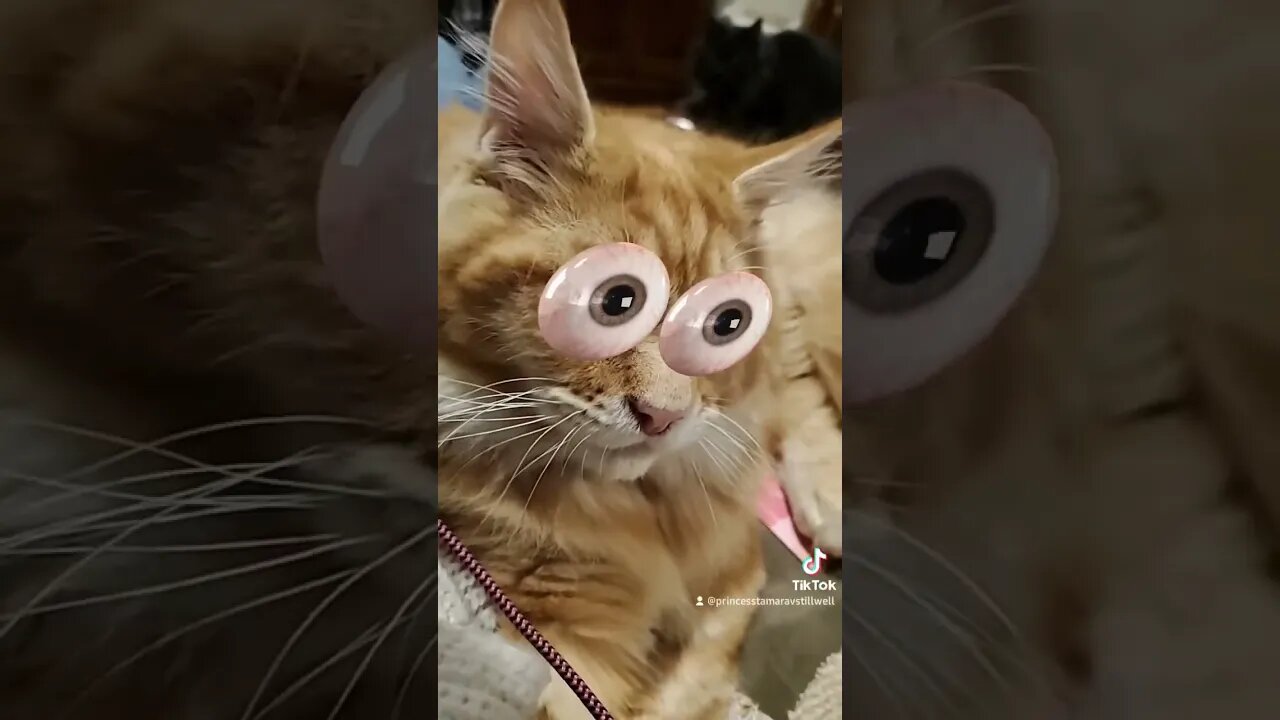 Maine Coon Henry you got some big eyes