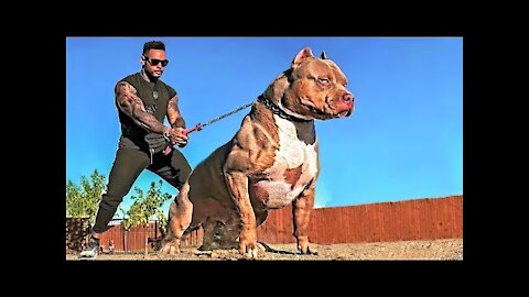 Most Aggressive Guard Dogs in the World