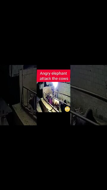 Angry elephant attack the cows #elephantattack #cow #elephant #cowattack