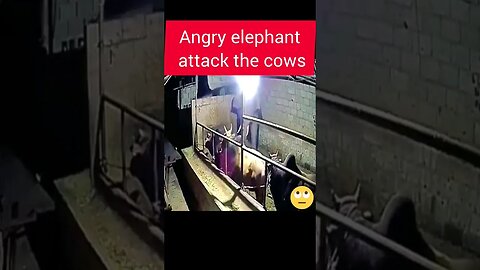 Angry elephant attack the cows #elephantattack #cow #elephant #cowattack