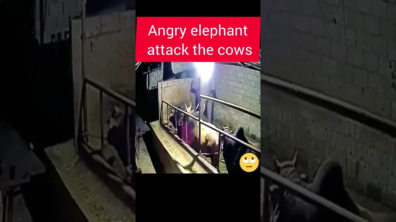 Angry elephant attack the cows #elephantattack #cow #elephant #cowattack