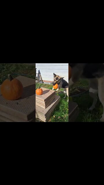 Maple Picks Her Pumpkin#shorts #halloween #halloween2022