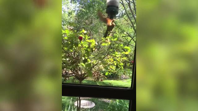 "Funny Squirrel Spins Around a Bird Feeder"