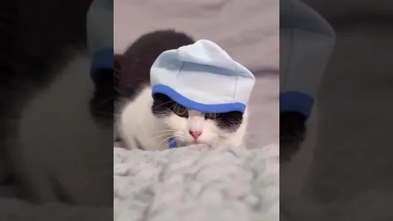 Lady Cat Nurse 😅😍#shortspetsvideos #funnypetvideos #pet